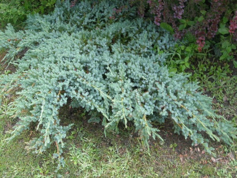 Можжевельник Скуамата Блю