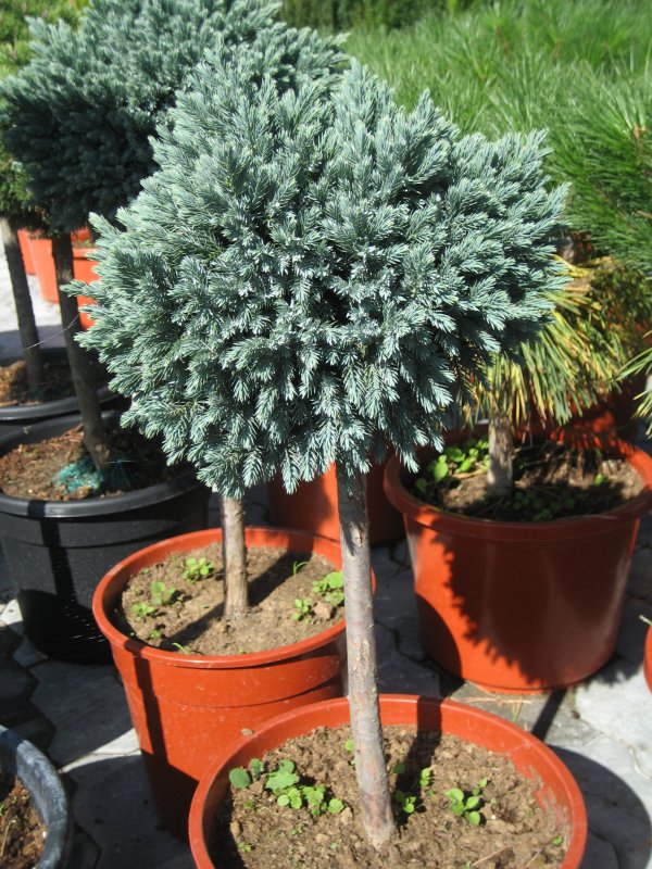 Можжевельник squamata Blue Star