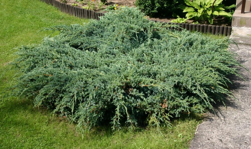 Belgium Juniperus Blue Star