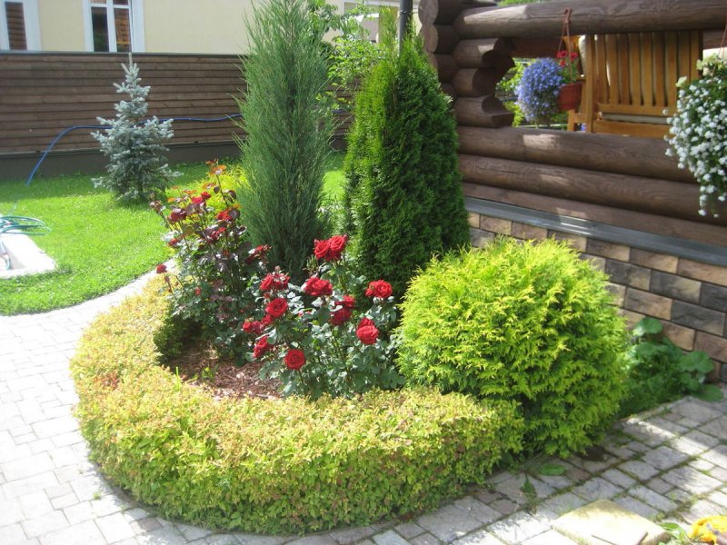 Миксбордер туя гортензия Барбарис можжевельник