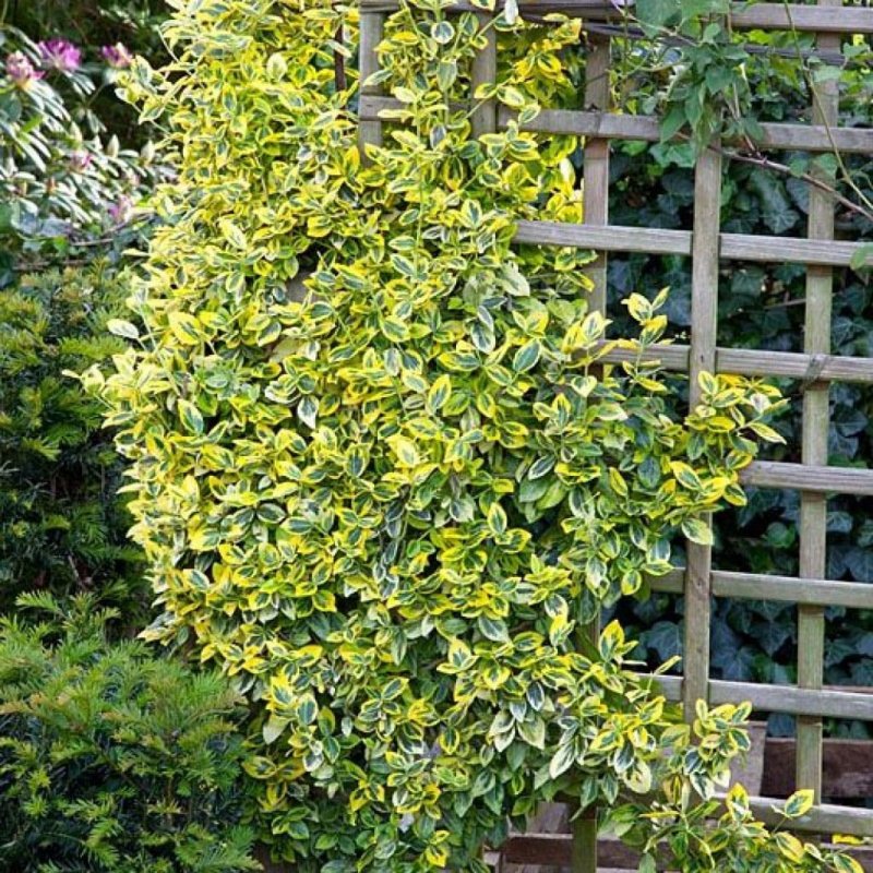 Бересклет Форчуна (Euonymus fortunei)