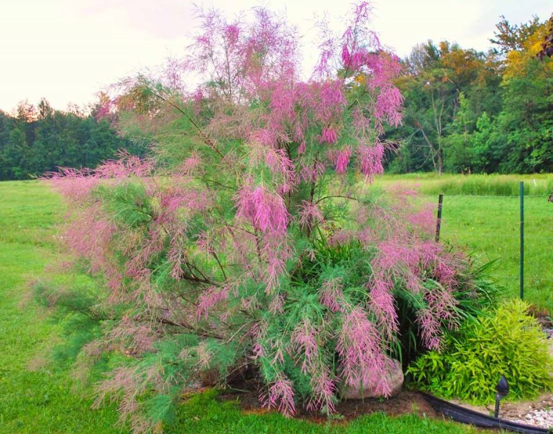 Тамарикс Pink Cascade