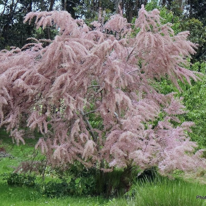 Red Yucca