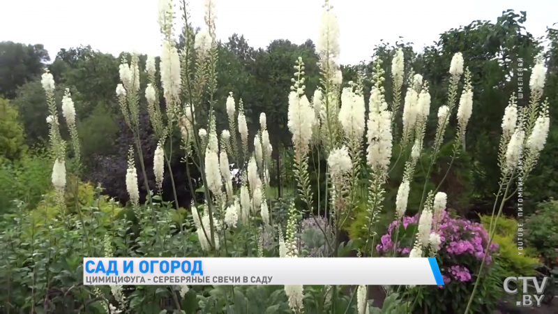 Actaea Simplex