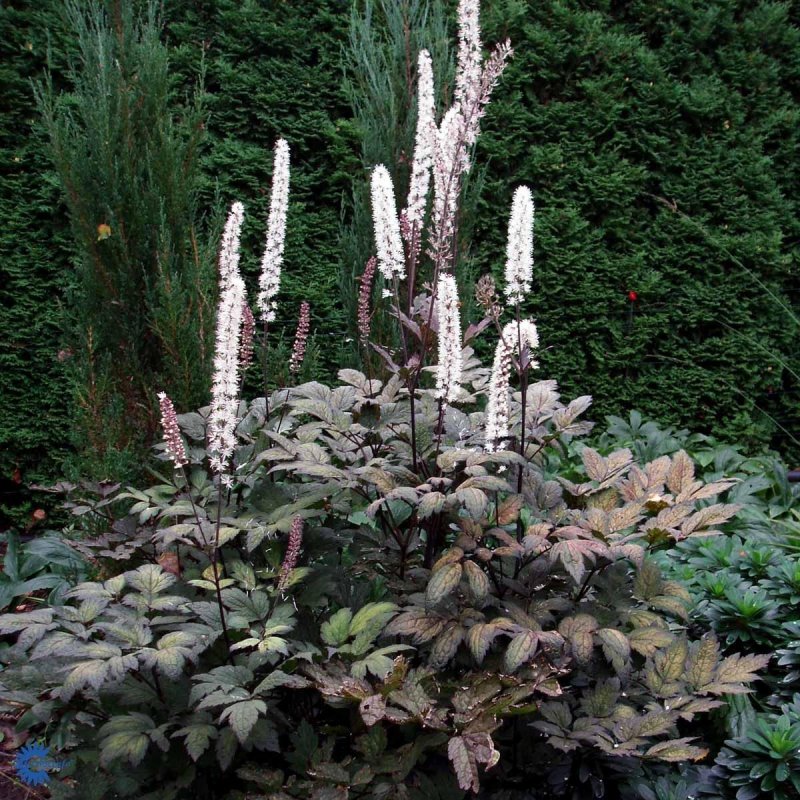 Клопогон ветвистый Atropurpurea