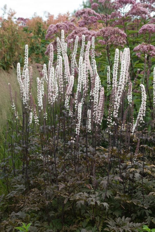 Cimicifuga foetida