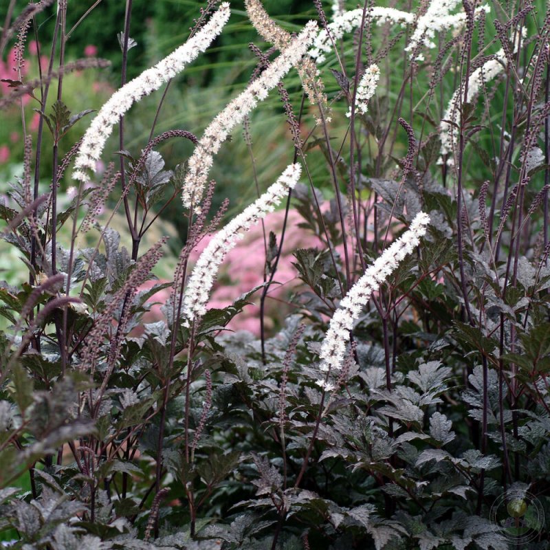Клопогон Pink Spike