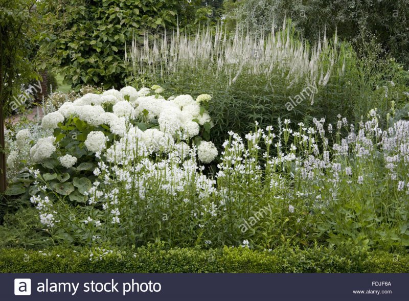 Actaea Simplex