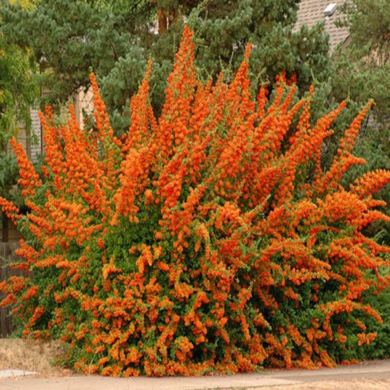 Пираканта оранж Глоу Pyracantha Orange Glow