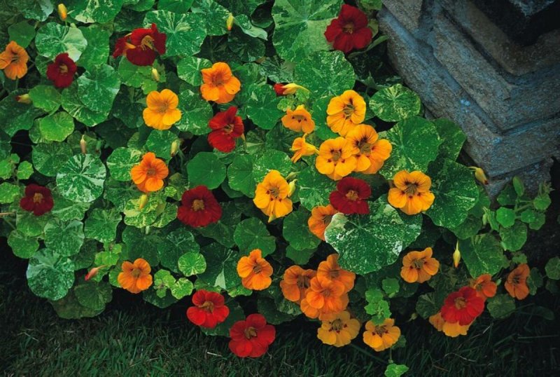 Настурция трехцветная (Tropaeolum Tricolor)