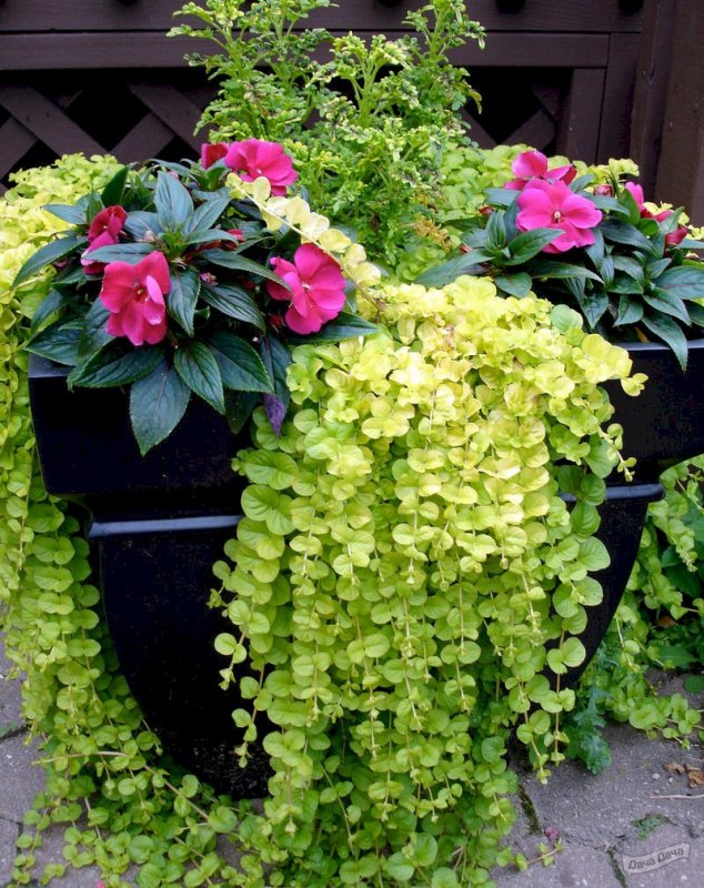 Вербейник монетчатый (Lysimachia nummularia "Aurea")