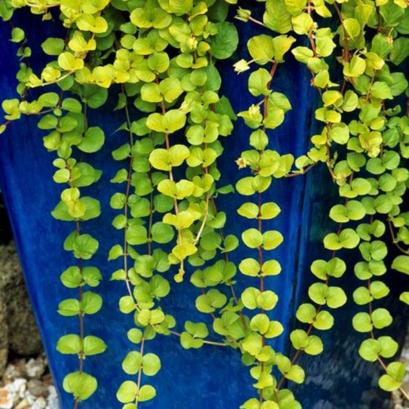 Вербейник монетчатый (Lysimachia nummularia "Aurea")