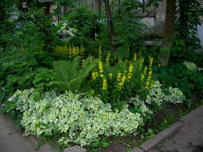 Цветок монетчатый вербейник
