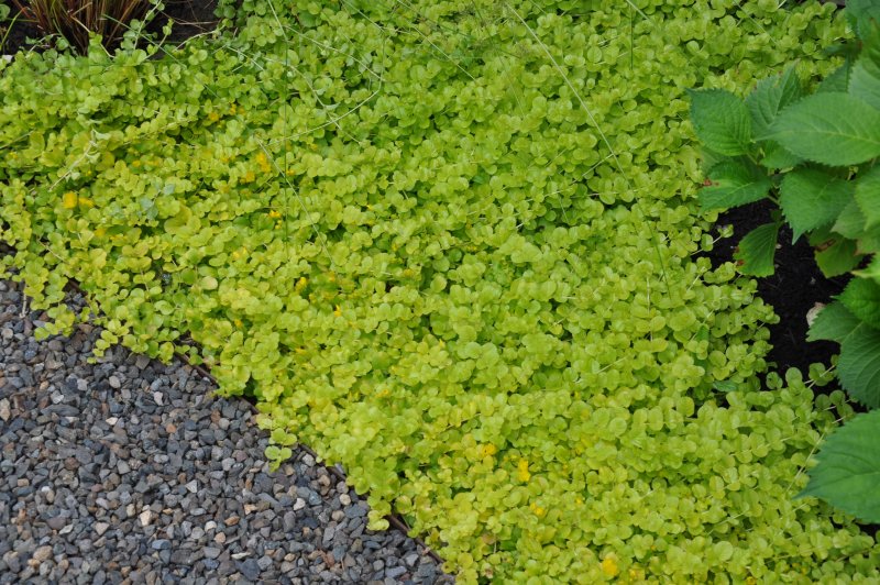 Вербейник монетчатый (Lysimachia nummularia "Aurea")
