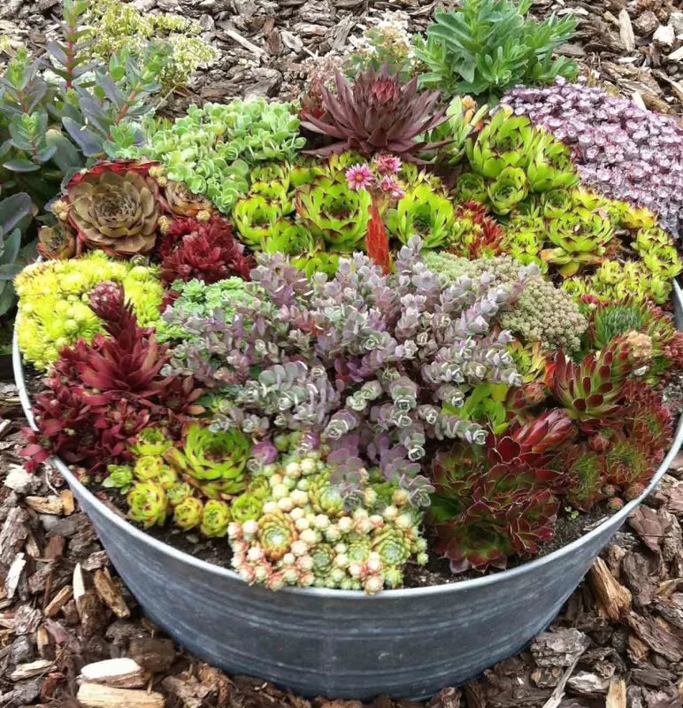Молодило, «каменная роза» (Sempervivum)