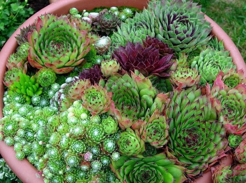 Суккулент каменная роза Альпийская горка