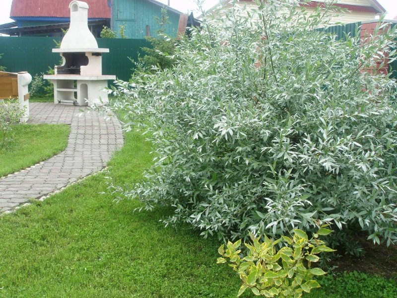 Ива "белая серебристая" Salix Alba var. Argentea