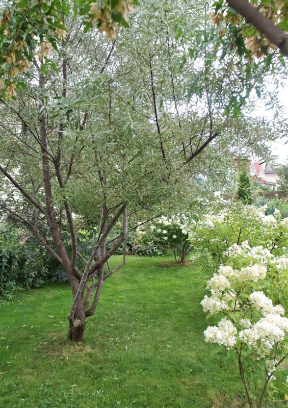 Лох серебристый (Elaeagnus argentea)