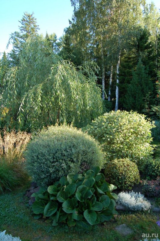 Ива пурпурная Salix purpurea Nana