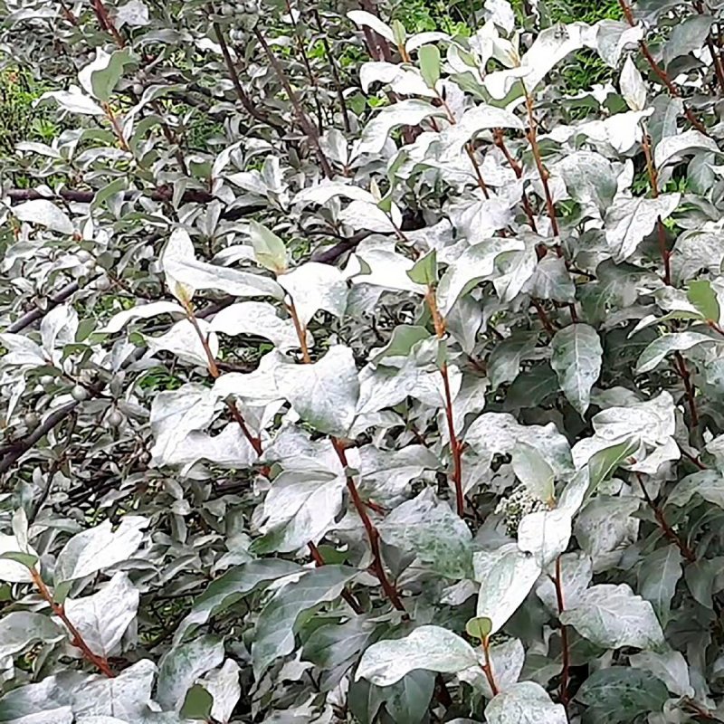 Лох серебристый кустарник