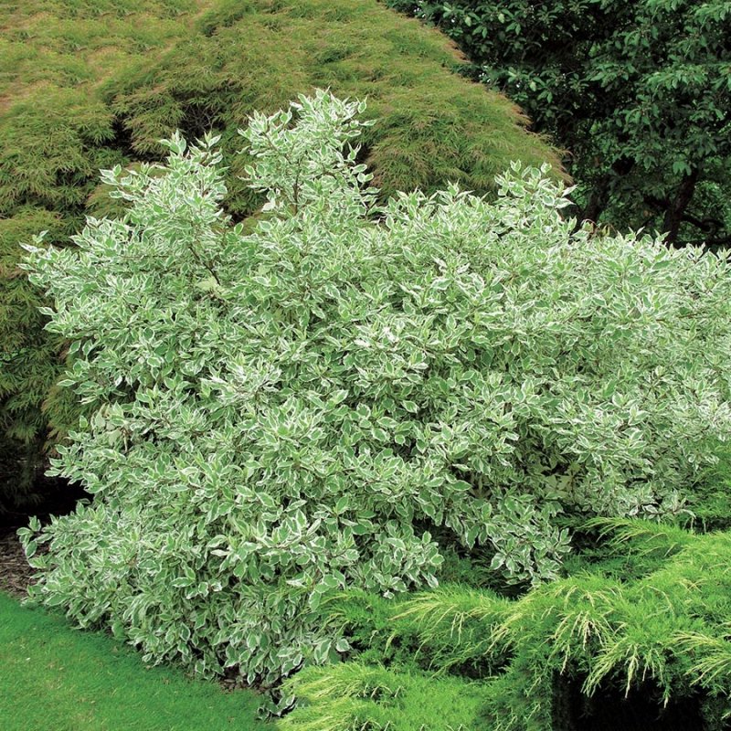 Cornus Alba elegantissima