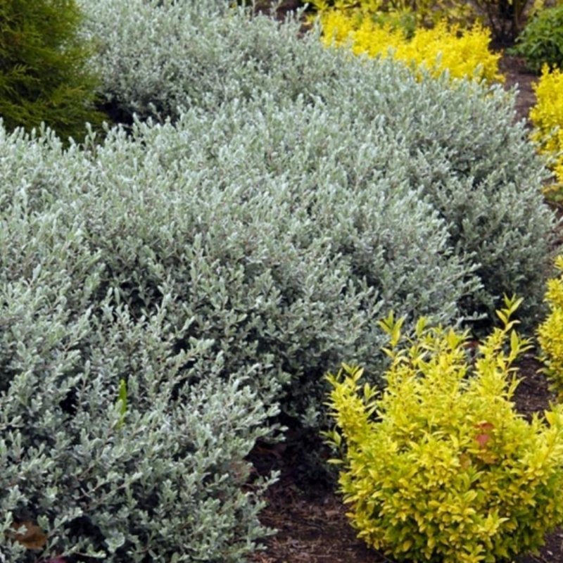 Ива ползучая Аргентеа Salix repens argentea