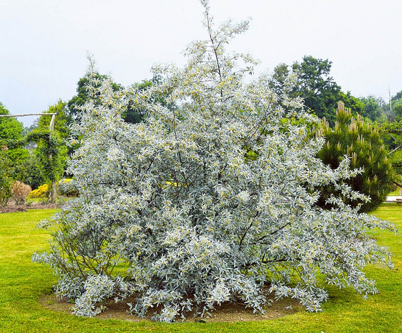 Лох колючий (Elaeagnus pungens maculata)