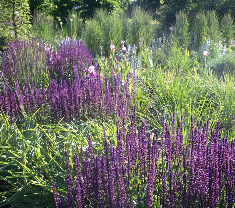 Котовник Фассена (Nepeta faassenii `Dropmore`)