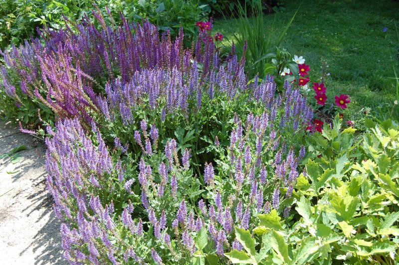Шалфей Нью Дименшн Блу (Salvia nemorosa)