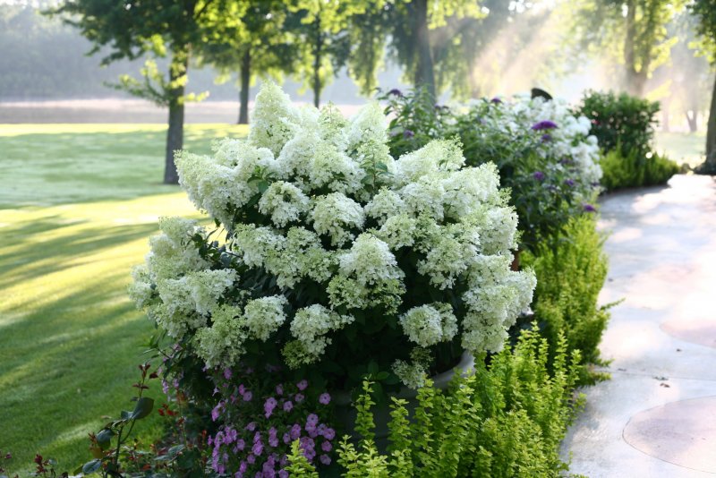 Hydrangea paniculata unique гортензия метельчатая Юник