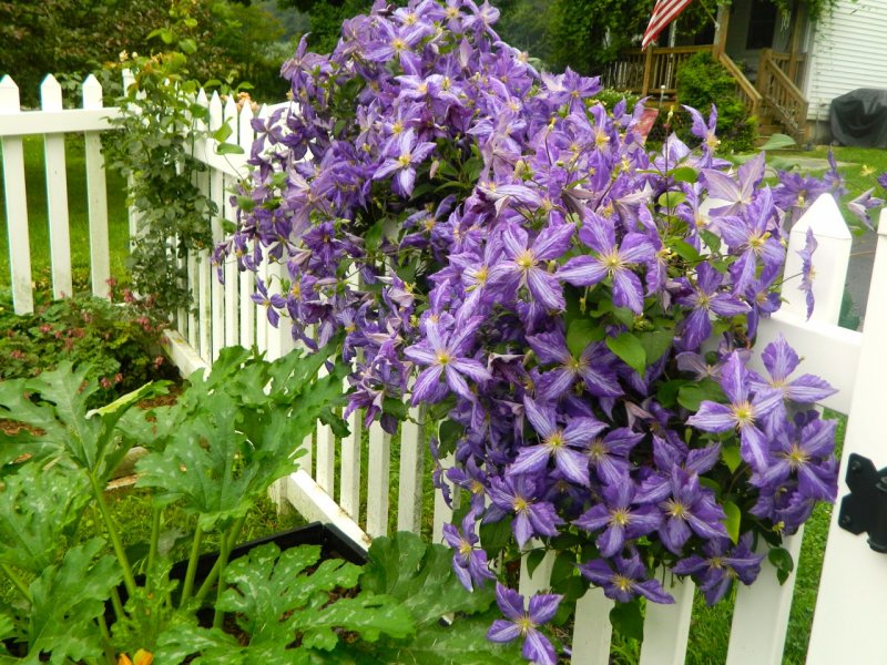 Клематис Clematis 'Tie Dye'