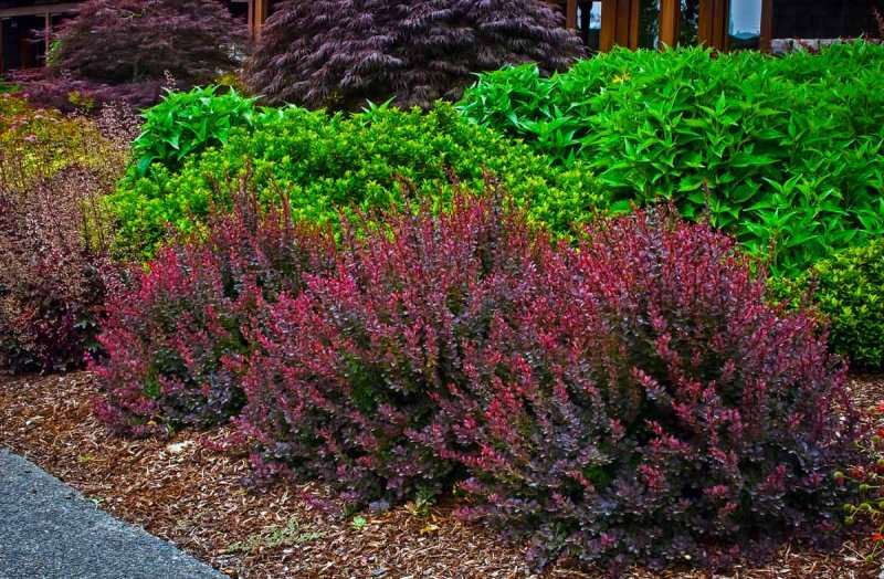Berberis thunbergii Red Chief