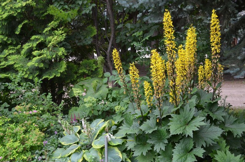 Бузульник Пржевальского Ligularia przewalskii