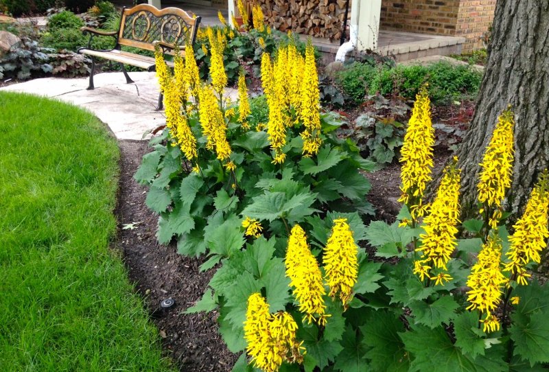 Бузульник Ligularia little Rocket