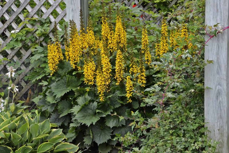 Бузульник (Ligularia)