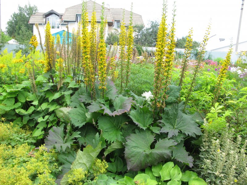 Бузульник Ligularia Britt Marie Crawford