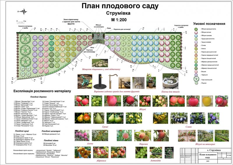 Схема посадки плодовых деревьев и кустарников на участке