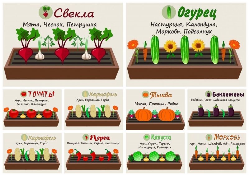 Совместимость овощей на грядке