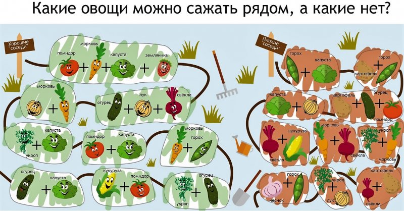 Соседство овощей на грядках в огороде схема