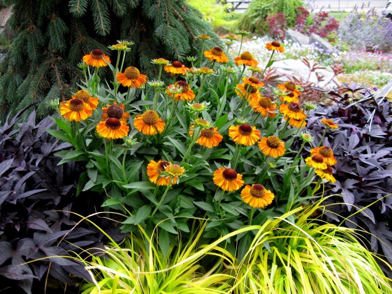 Helenium short `n` Sassy