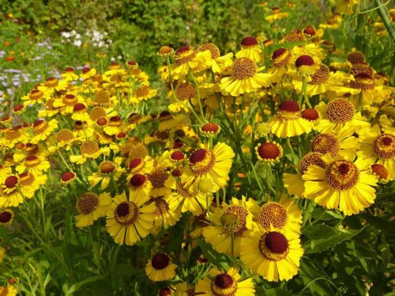 Гелениум осенний (Helenium autumnale)
