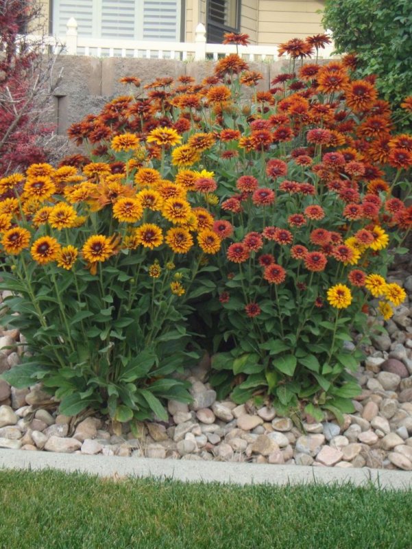 Рудбекия Rudbeckia hirta, 'Sahara'
