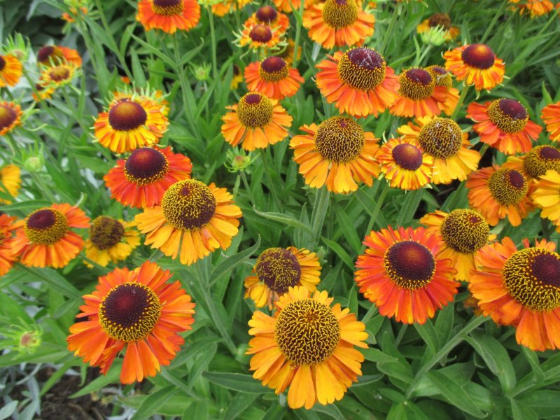 Echinacea purpurea hot Lava