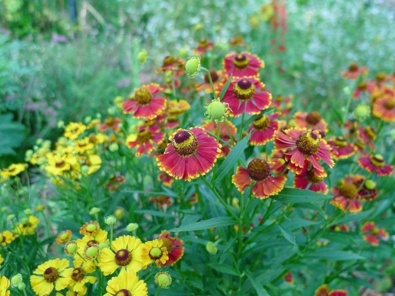 Эхинацея Echinacea Aloha