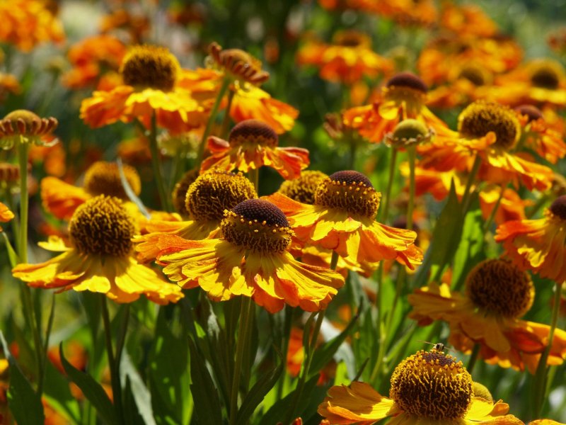 Гелениум Helenium Poncho