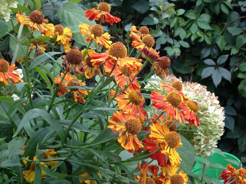 Гелениум Helenium Wyndley