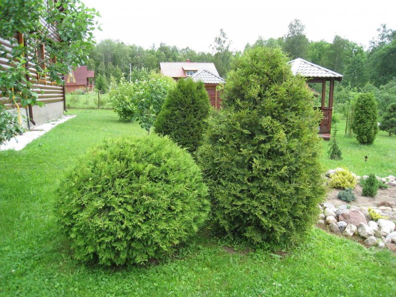 Thuja occidentalis (туя Западная) 'Mirjam