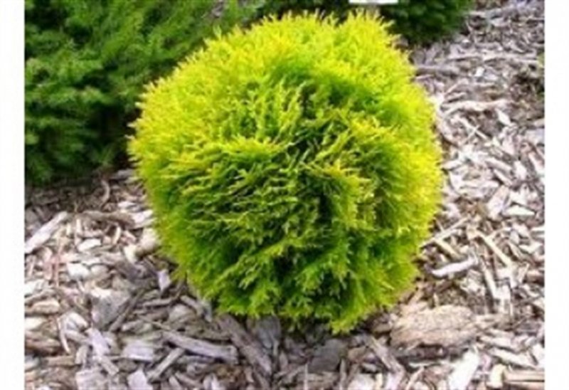 Туя Западная Даника Thuja occidentalis Danica