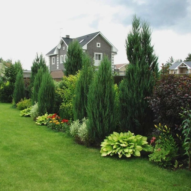 Туя Западная `Мирьям` Thuja occidentalis `Mirjam` ®