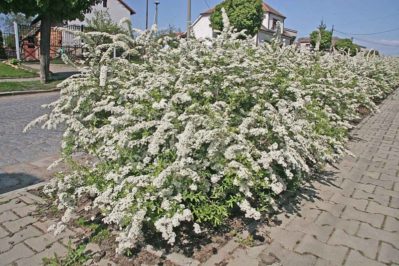 Клумба Калина бульжонеж